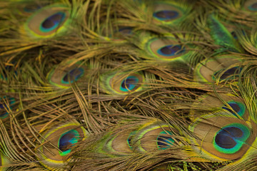peacock feathers background