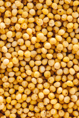 Detailed yellow texture of placer of pure grain of millet close up. Vivid background of animal feed.