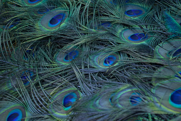 peacock feathers background