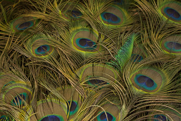 peacock feathers background