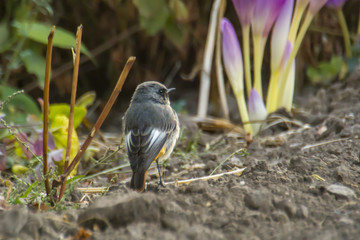 red startl looking for food in the green season garden