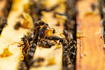 bees bring honey to their beehives in warm weather all day