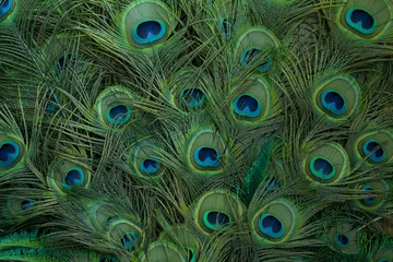 Schilderijen op glas peacock feathers background © studioflara