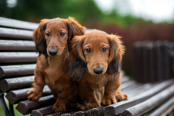 two dachshund puppies on a bench outdoors