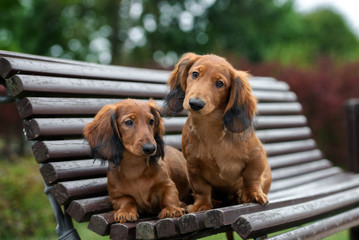 two adorable dachshund puppies posing on a bench together