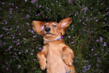 dachshund puppy lying upside down in heather flowers