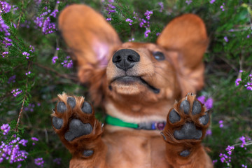 funny nose and paws of a dog lying upside down