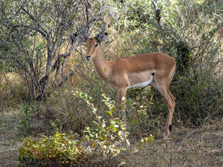 Impala, Aepyceros melampus, hidden in bush, Namibia