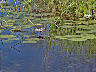 Flowering lilies in Bwabwata, Namibia