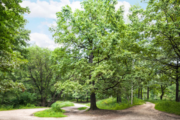 big oak tree in park on sunny summer day