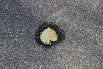 one yellow leaf of linden lie on the asphalt in a small puddle. autumn