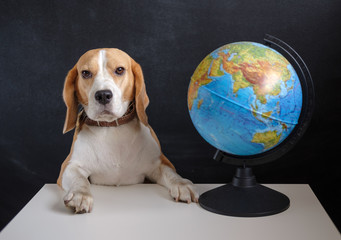 Beagle dog and school globe