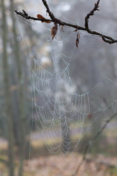 Wet cobweb in tree branch in forest