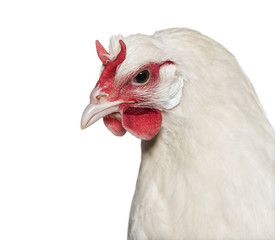 La Fleche chicken against white background