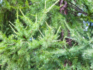 green twigs of larch tree in forest in summer