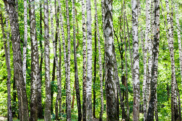 birch grove in green woods on sunny summer day