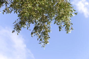 Olivenbaum mit Früchten