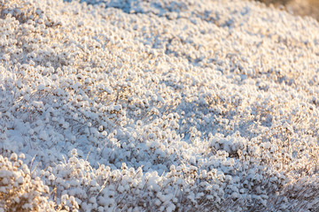 Bush covered in snow