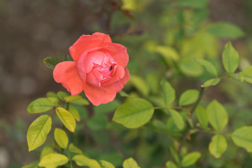 Floral background with red roses on green background