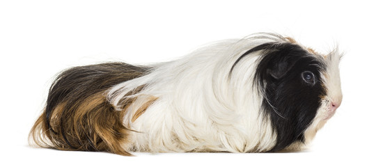 Coronet cavy, Guinea pig against white background