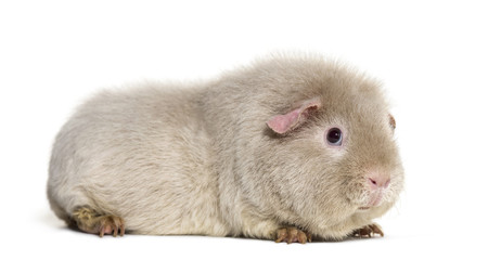 Teddy Guinea Pig, against white background