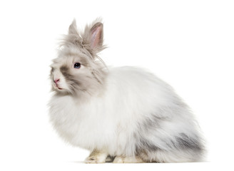 Angora rabbit, sitting against white background