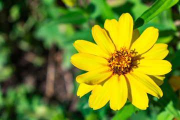 Ringelblume Gelb closeup