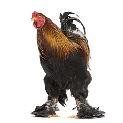 Brahma rooster, standing against white background