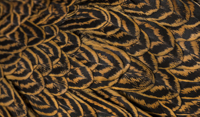 Brahma hen, close up against white background