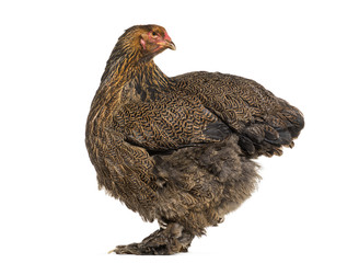 Brahma hen, standing against white background