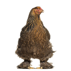 Brahma hen, standing against white background