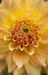 Closeup of a yellow orange dahlia flower