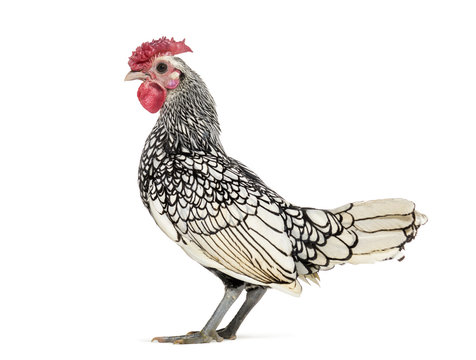 Sebright chicken, standing against white background