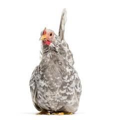 Japanese bantam or Chabo, true bantam breed, sitting against whi