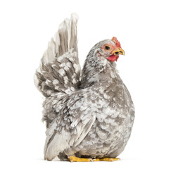 Japanese bantam or Chabo, true bantam breed, sitting against whi
