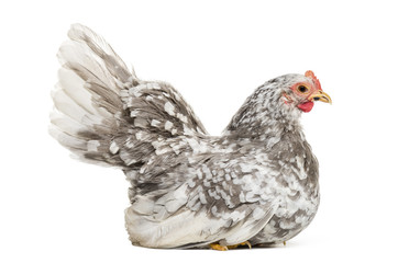 Japanese bantam or Chabo, true bantam breed, sitting against whi