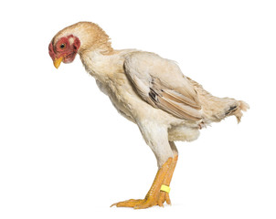 Shamo Shamo also known as gamecocks, standing against white back