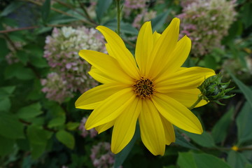 Gelbe Margaritte