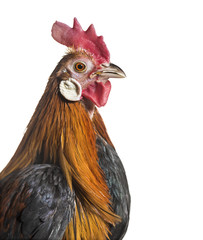 Phoenix chicken, a German breed of long-tailed chicken, close up