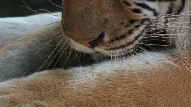 tiger licked and licks his paw