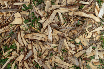 Wood chips for charcoal