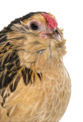 Barbu de Grubbe chicken against white background