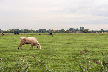 White cow grazes in the foreground in a large Dutch meadow
