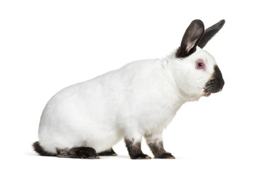 Russian rabbit sitting against white background