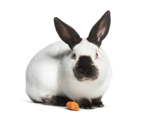 Russian rabbit sitting against white background
