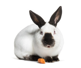 Russian rabbit sitting against white background