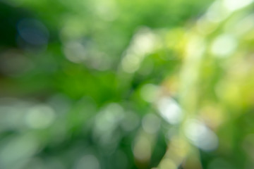 Green blur background with light