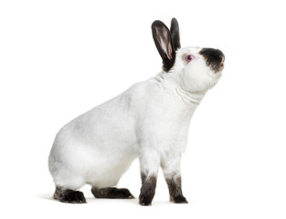Russian rabbit sitting against white background