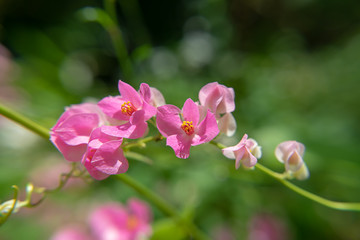 Fototapeta na wymiar Mexican Creeper flower