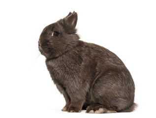 Naklejka premium Dwarf rabbit, sitting against white background